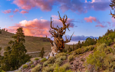 How The Future Can Benefit With Lessons From A 5,000-Year-Old Tree