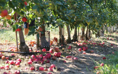 Maintaining An Eco-Friendly Orchard With Fruit Tree Mulch